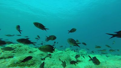 Škola ronjenja i ronilački klub | Alfa Diving Team Škola Ronjenja