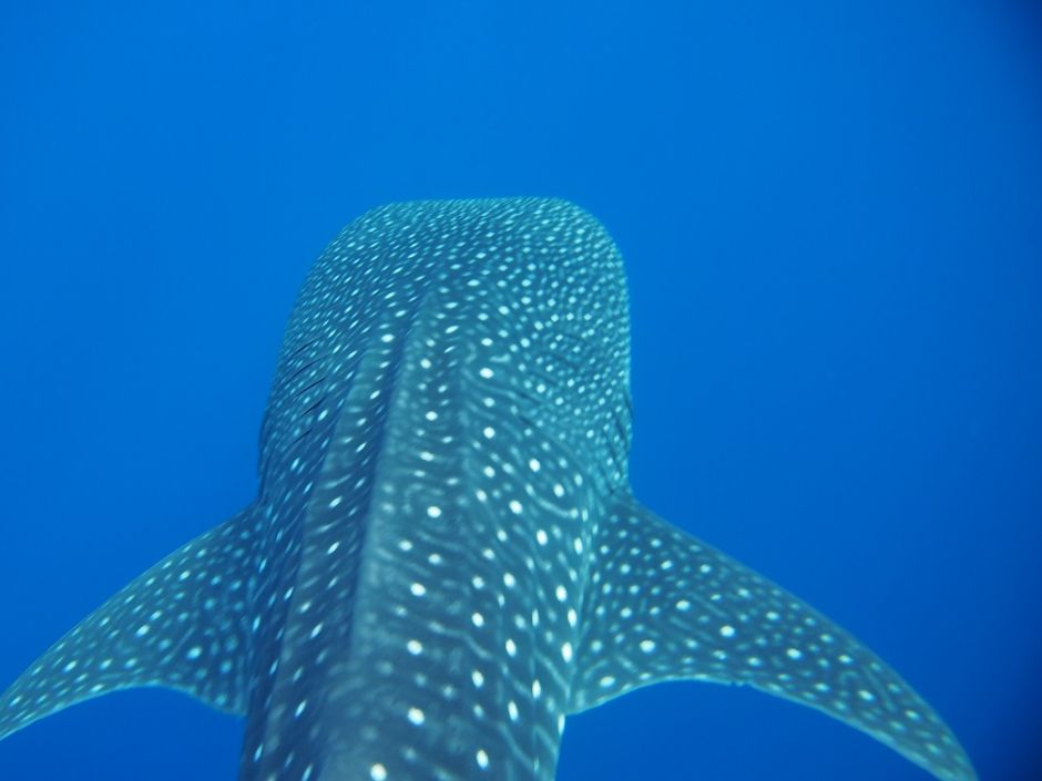 Hurghada ekskurzija, Egipatska jesen, Oktobar 2019.